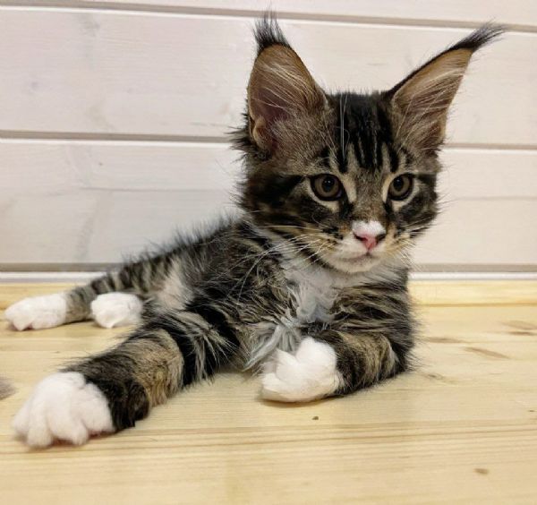 Cuccioli Di Maine Coon