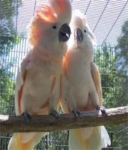 i nostri pappagalli cacatua sono disponibili per rendere felice la tua fine dell'anno. abbiamo avuto