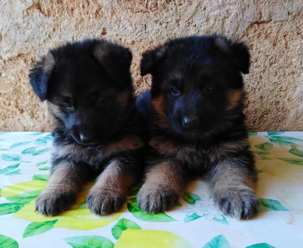 pastore tedesco super cuccioli con pedigree  | Foto 3