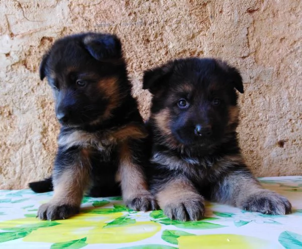 pastore tedesco super cuccioli con pedigree  | Foto 1