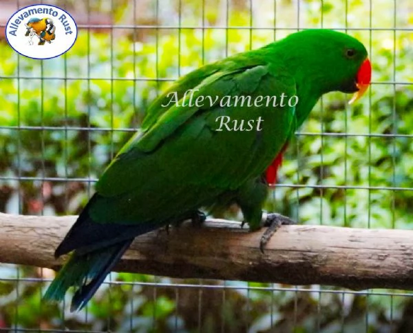 Pappagallo EcIetto  - Eclectus Roratus