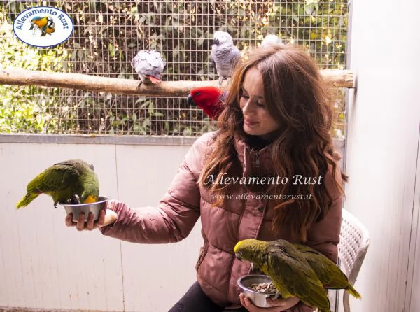 Pappagallo EcIetto  - Eclectus Roratus | Foto 2