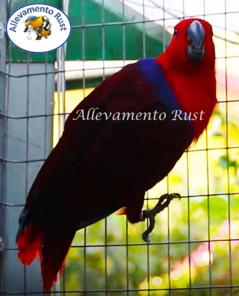 Pappagallo EcIetto  - Eclectus Roratus | Foto 1