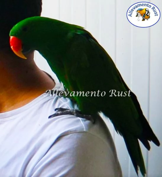 Pappagallo EcIetto  - Eclectus Roratus | Foto 0