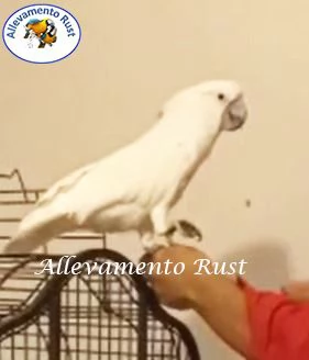 Cacatua Alba | Foto 4