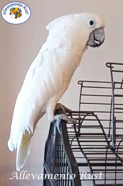 Cacatua Alba