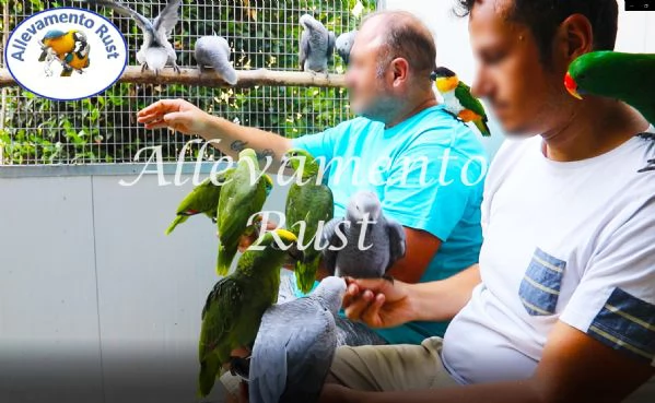 Cacatua Alba | Foto 1