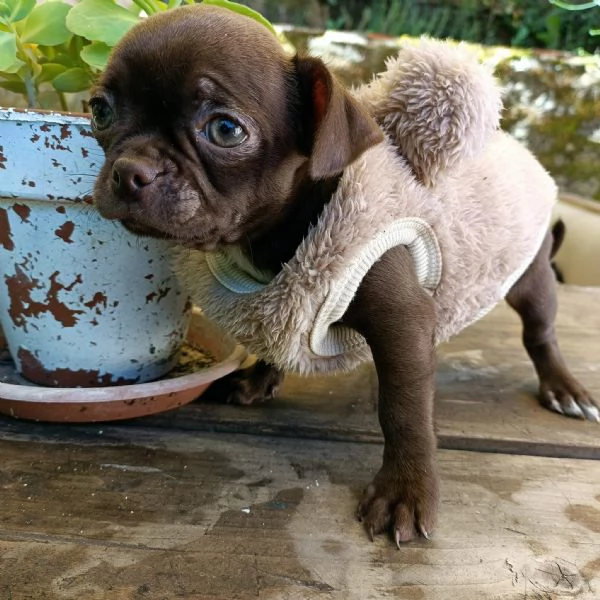 cucciolo chihuahua con pedigree cioccolato