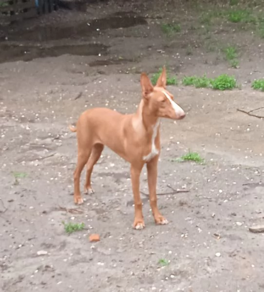 Cucciola Cirneco dell' Etna 