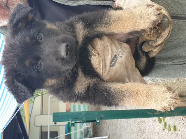 VENDO CUCCIOLI PASTORE TEDESCO DA LAVORO | Foto 6