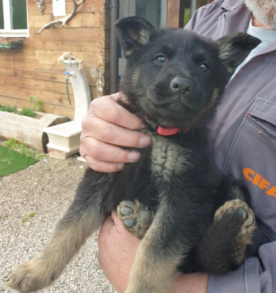 VENDO CUCCIOLI PASTORE TEDESCO DA LAVORO | Foto 3