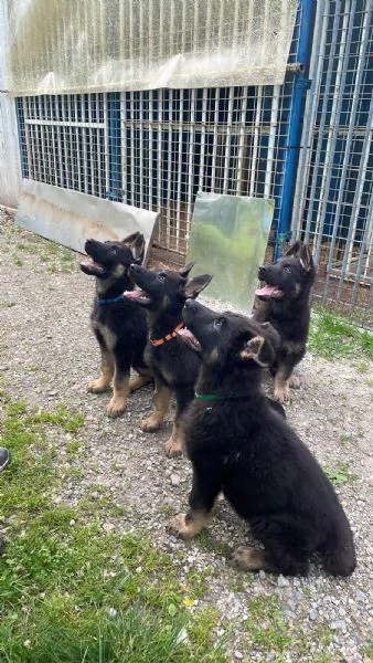 VENDO CUCCIOLI PASTORE TEDESCO DA LAVORO