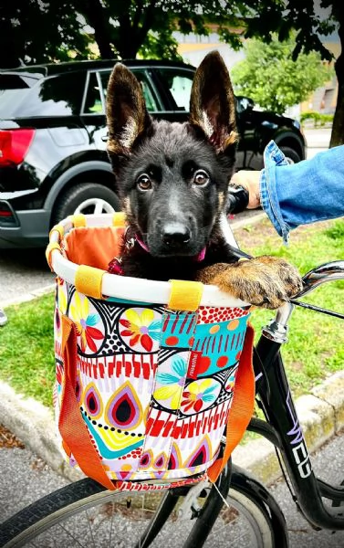 VENDO CUCCIOLI PASTORE TEDESCO DA LAVORO | Foto 3