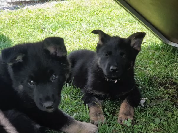 VENDO CUCCIOLI PASTORE TEDESCO DA LAVORO | Foto 2