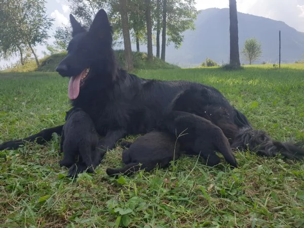 VENDO CUCCIOLI PASTORE TEDESCO NERO A PELO LUNGO | Foto 3