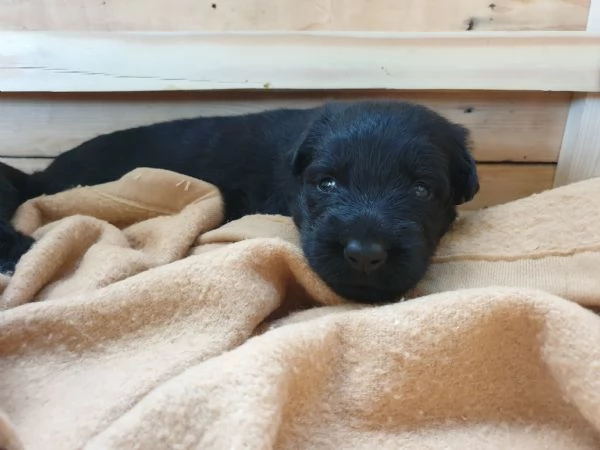 VENDO CUCCIOLI PASTORE TEDESCO NERO A PELO LUNGO | Foto 2