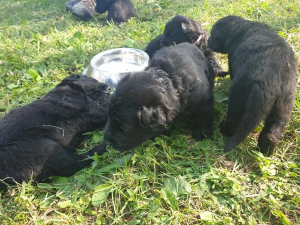 VENDO CUCCIOLI PASTORE TEDESCO NERO A PELO LUNGO | Foto 0