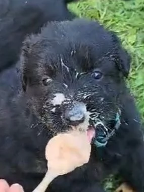 VENDO CUCCIOLI PASTORE TEDESCO NERO A PELO LUNGO