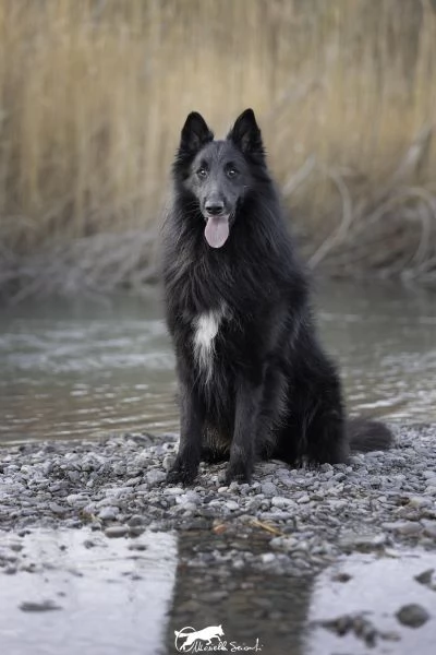 cuccioli pastore belga | Foto 3