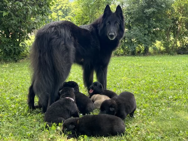 cuccioli pastore belga | Foto 0