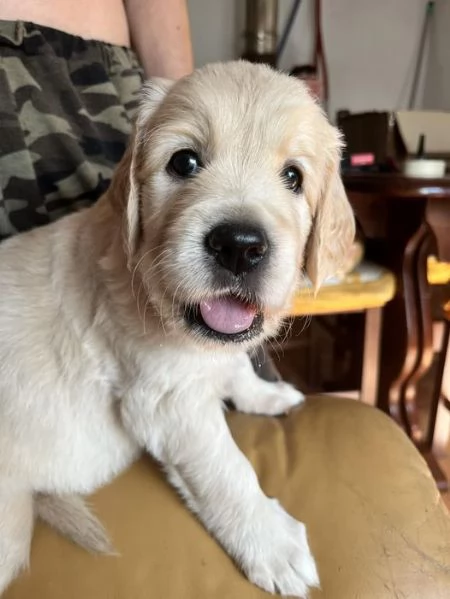 Vendo cuccioli Golden Retriever Inglese | Foto 1