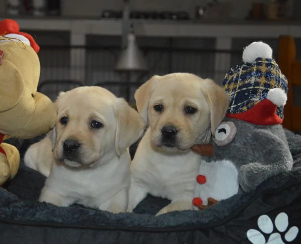 Cuccioli di labrador gialli con pedigree | Foto 6