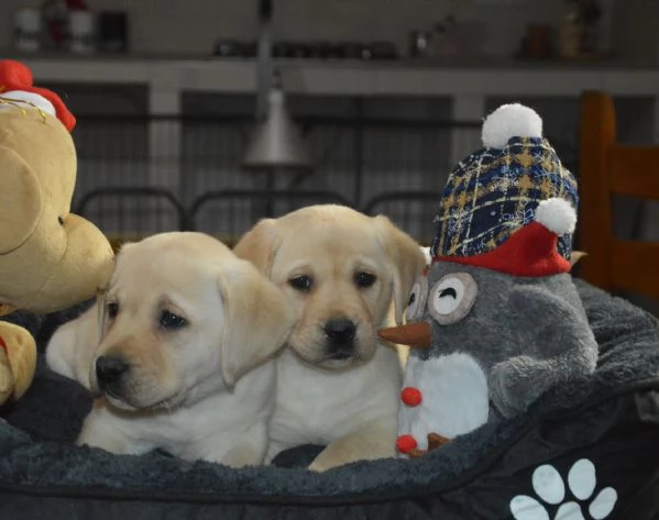 Cuccioli di labrador gialli con pedigree | Foto 5