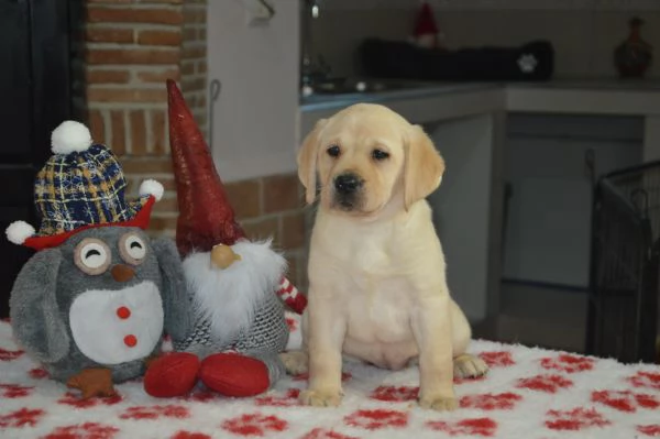 Cuccioli di labrador gialli con pedigree | Foto 4