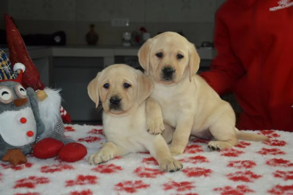 Cuccioli di labrador gialli con pedigree | Foto 3