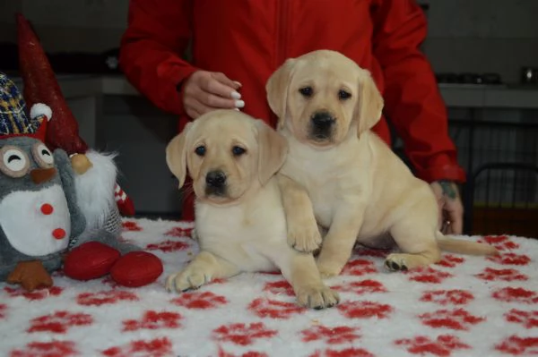 Cuccioli di labrador gialli con pedigree