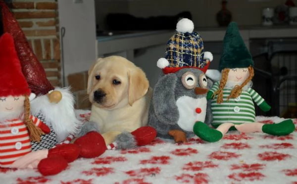 Cuccioli di labrador gialli con pedigree | Foto 2