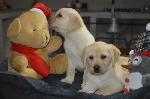 Cuccioli di labrador gialli con pedigree | Foto 1