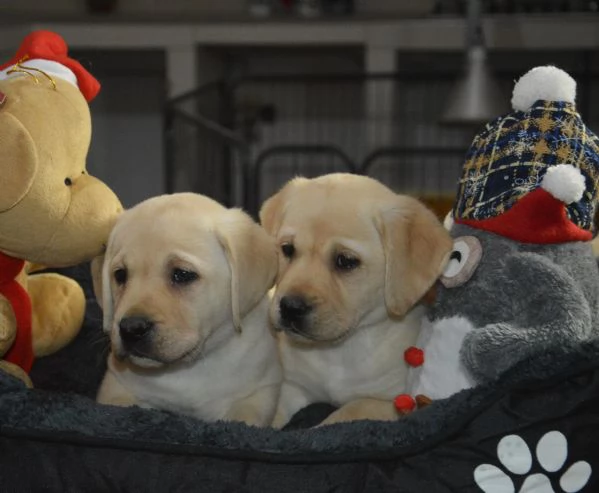 Cuccioli di labrador gialli con pedigree | Foto 0