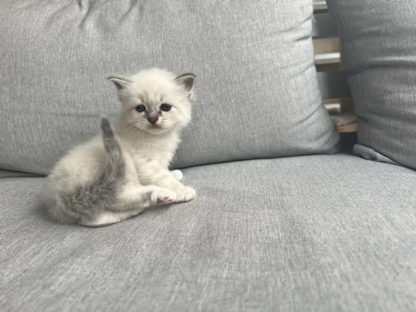 Cuccioli sacro di Birmania  | Foto 3