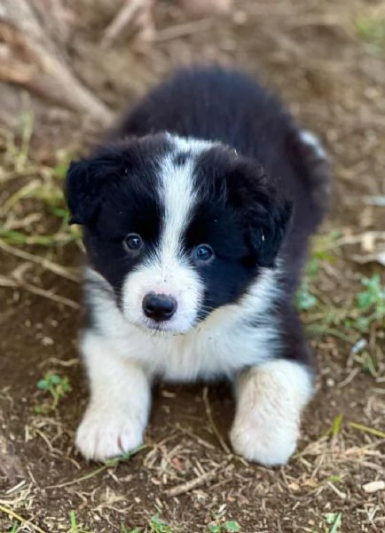 Il border collie, un cane speciale