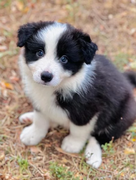 Il border collie, un cane speciale | Foto 4