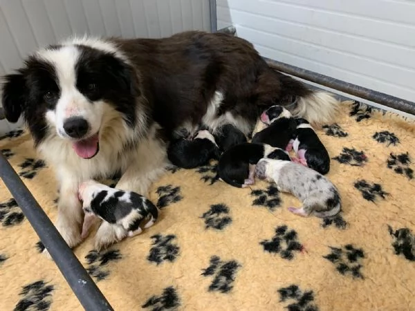 Il border collie, un cane speciale | Foto 3