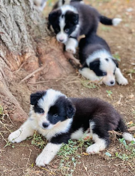 Il border collie, un cane speciale | Foto 2