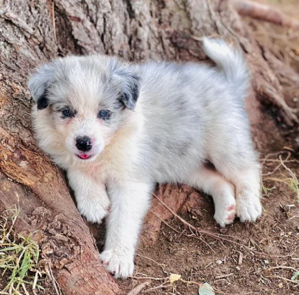 Il border collie, un cane speciale | Foto 1