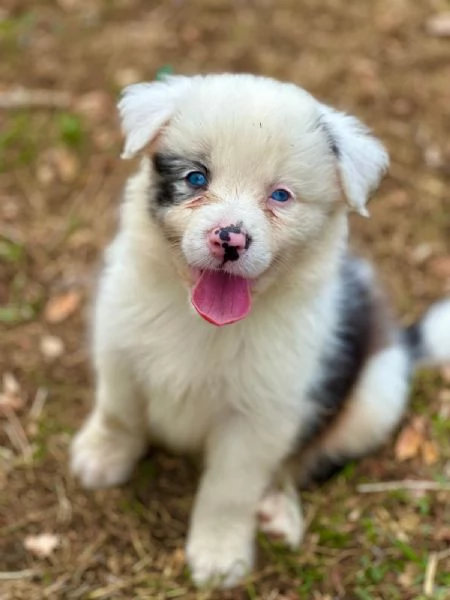 Il border collie, un cane speciale | Foto 0