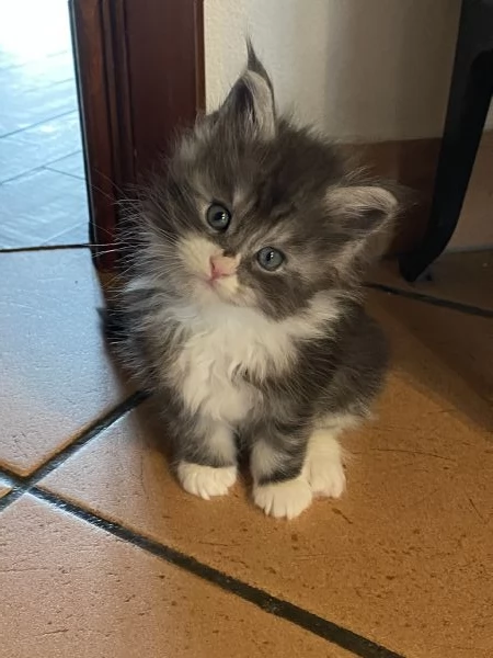 Maine Coon cuccioli 