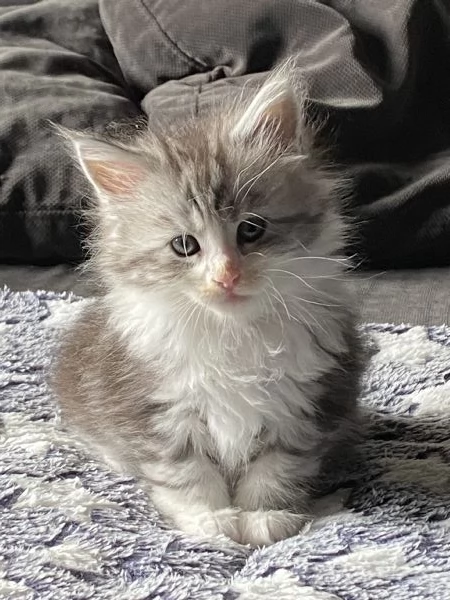 Maine Coon cuccioli  | Foto 7