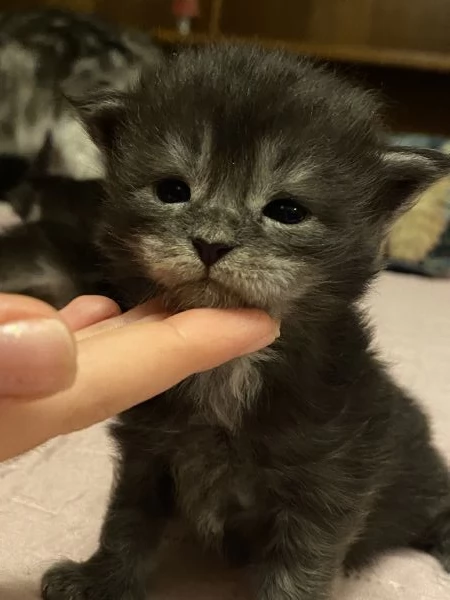 Maine Coon cuccioli  | Foto 1