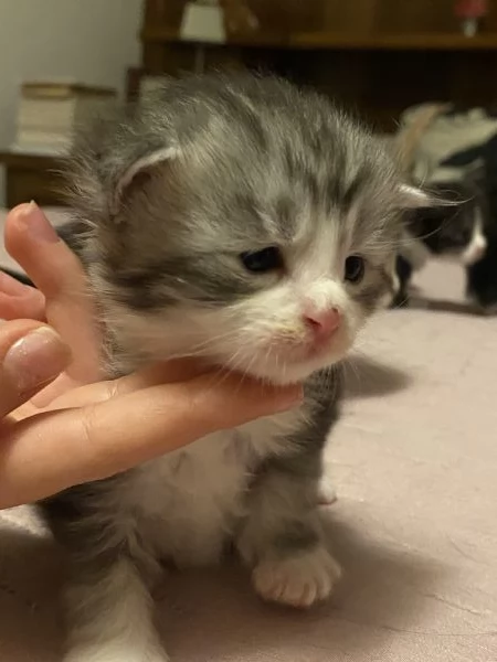 Maine Coon cuccioli  | Foto 0