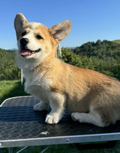 Welsh Corgi Pembroke 