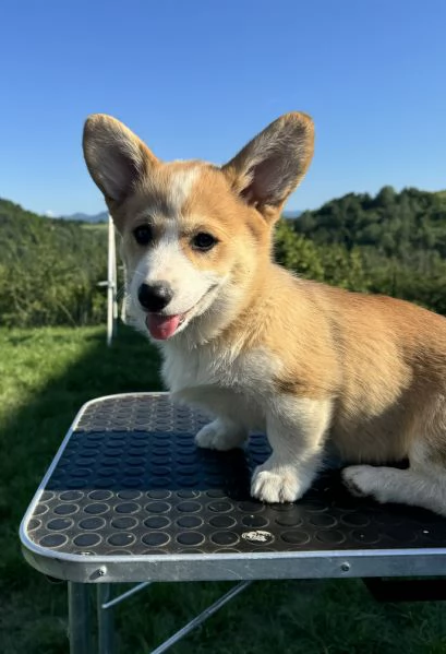 Welsh Corgi Pembroke  | Foto 0