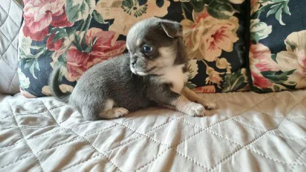 Chihuahua Disponibile  | Foto 4