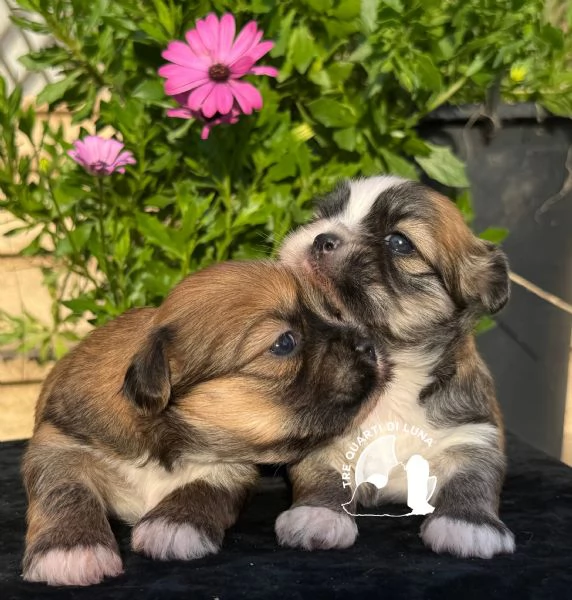 Barboncino… Maltipoo… No Lhasa Apso | Foto 1