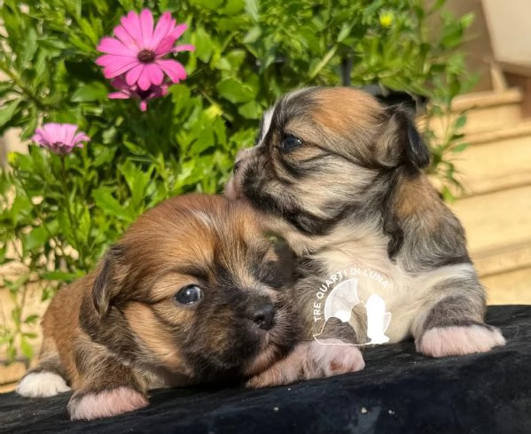 Barboncino… Maltipoo… No Lhasa Apso | Foto 0