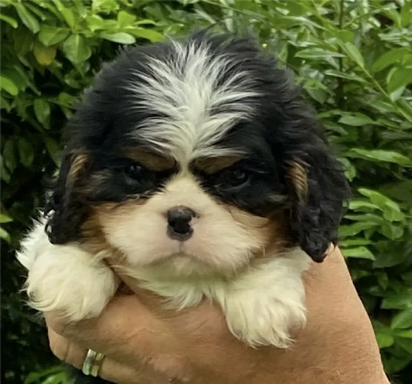 Cuccioli di cavalier king 